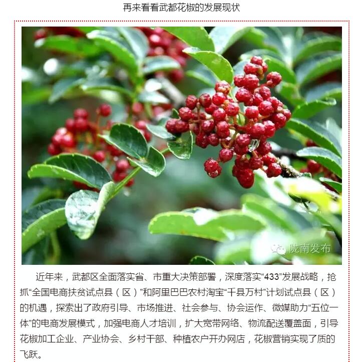 5.28億！一場盛會，武都花椒“火”了